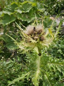 Click to view this image in a large viewer