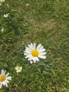 Click to view this image in a large viewer