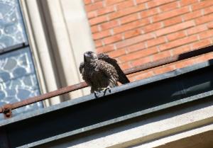 Click to view this image in a large viewer