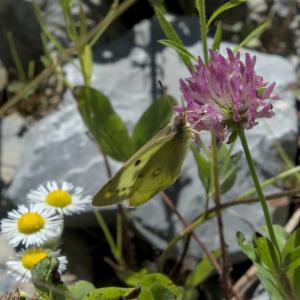 Click to view this image in a large viewer