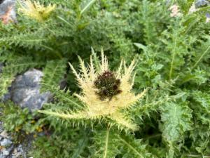 Click to view this image in a large viewer