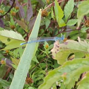 Click to view this image in a large viewer