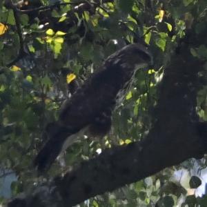 Click to view this image in a large viewer