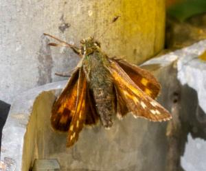 Click to view this image in a large viewer