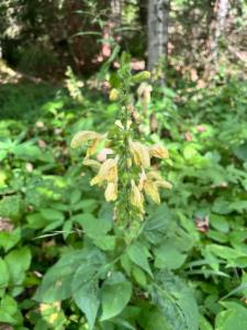 Click to view this image in a large viewer