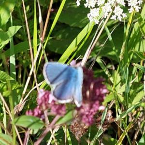 Click to view this image in a large viewer