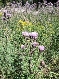 Click to view this image in a large viewer