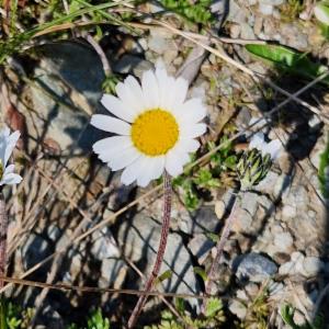 Click to view this image in a large viewer