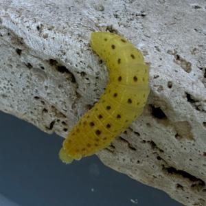 Click to view this image in a large viewer