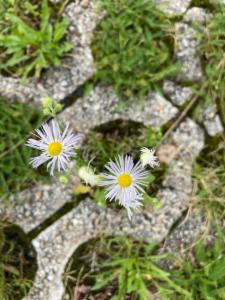 Click to view this image in a large viewer