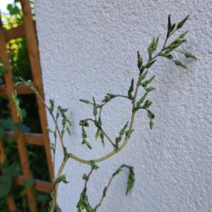 Click to view this image in a large viewer