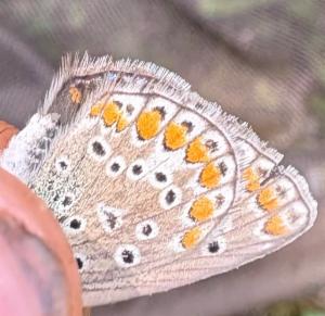 Click to view this image in a large viewer