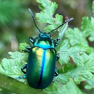 Click to view this image in a large viewer