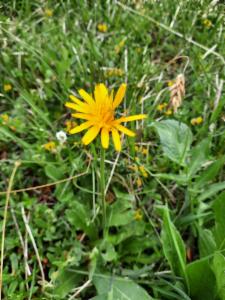 Click to view this image in a large viewer