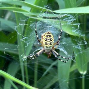 Click to view this image in a large viewer