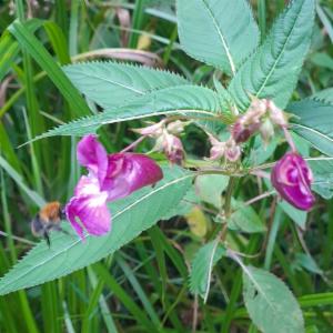 Click to view this image in a large viewer