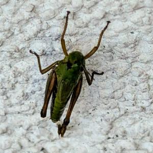 Click to view this image in a large viewer