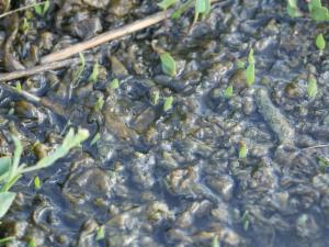 Click to view this image in a large viewer