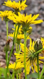 Click to view this image in a large viewer