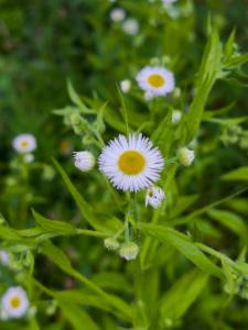 Click to view this image in a large viewer