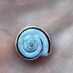 Click to view this image in a large viewer