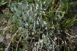 Click to view this image in a large viewer