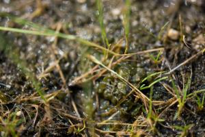 Click to view this image in a large viewer