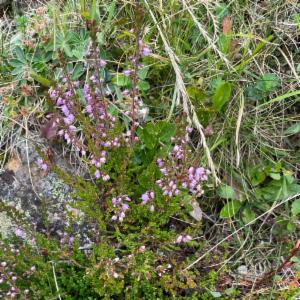 Click to view this image in a large viewer