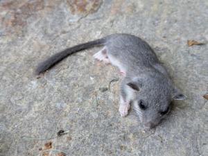 Click to view this image in a large viewer