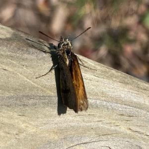 Click to view this image in a large viewer