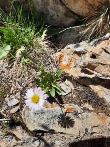 Click to view this image in a large viewer