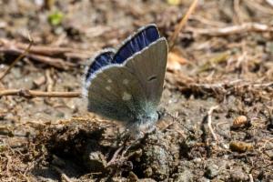 Click to view this image in a large viewer