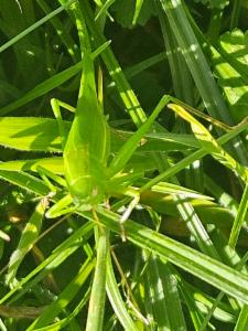 Click to view this image in a large viewer