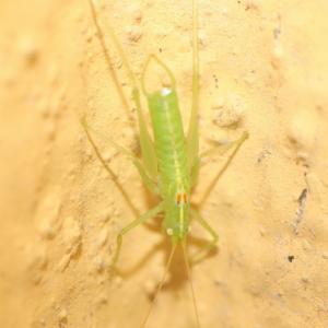 Click to view this image in a large viewer