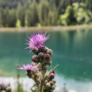 Click to view this image in a large viewer