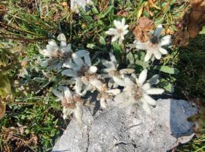 Click to view this image in a large viewer