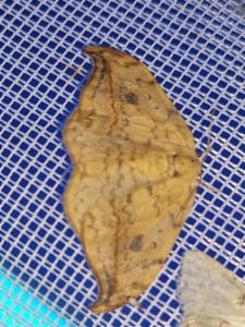 Click to view this image in a large viewer