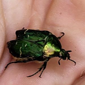 Click to view this image in a large viewer