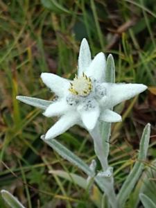 Click to view this image in a large viewer