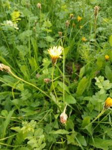 Click to view this image in a large viewer