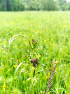 Click to view this image in a large viewer