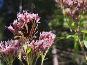 Click to view this image in a large viewer