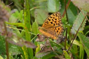 Click to view this image in a large viewer