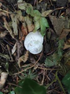 Click to view this image in a large viewer