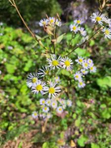 Click to view this image in a large viewer