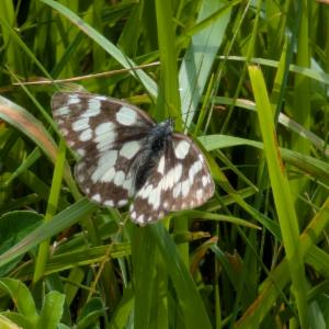 Click to view this image in a large viewer