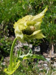 Click to view this image in a large viewer