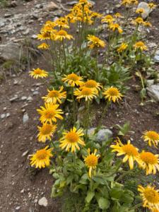 Click to view this image in a large viewer