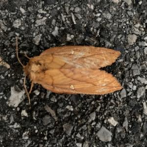 Click to view this image in a large viewer