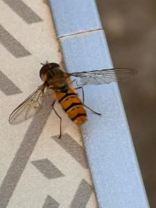 Click to view this image in a large viewer